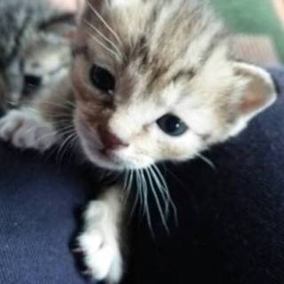 ☆凛々しい顔の元気な赤ちゃん猫♂です☆