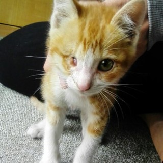 かわいそうな子猫の里親募集