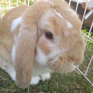 1才男の子ホーランドロップイヤー♪