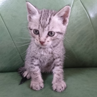 生後一か月の子猫（メス）です