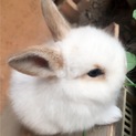 子うさぎ達の里親募集