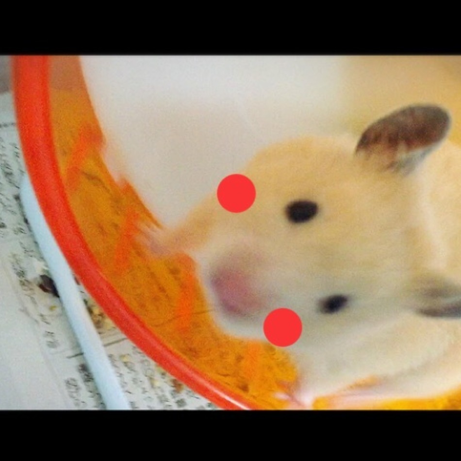 クマ子のカバー写真
