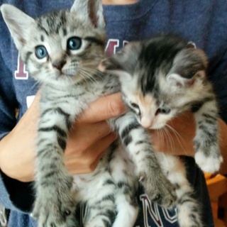 仲良し兄妹の２匹の仔猫!