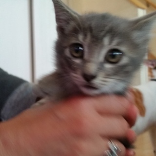 ちっこいキジ兄弟