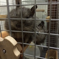 きっくん ぴーすけ