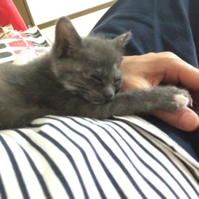 ニャンコロタッタのカバー写真