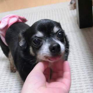 「えび」人は好きですが臆病です