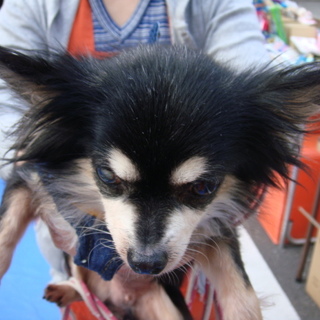 「つばめ」すごく臆病、慣れると甘えたがりです