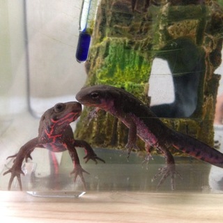 イモリ3匹里親決定しました！感謝です！
