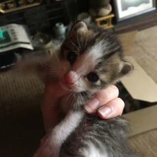 生後2週間過ぎ程のきじとらの多分男の子です。