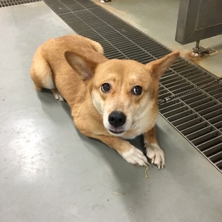 コーギーっぽい、なかちゃんです！