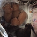 捨猫保護してます