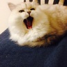  おさかな