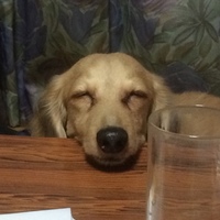 がく