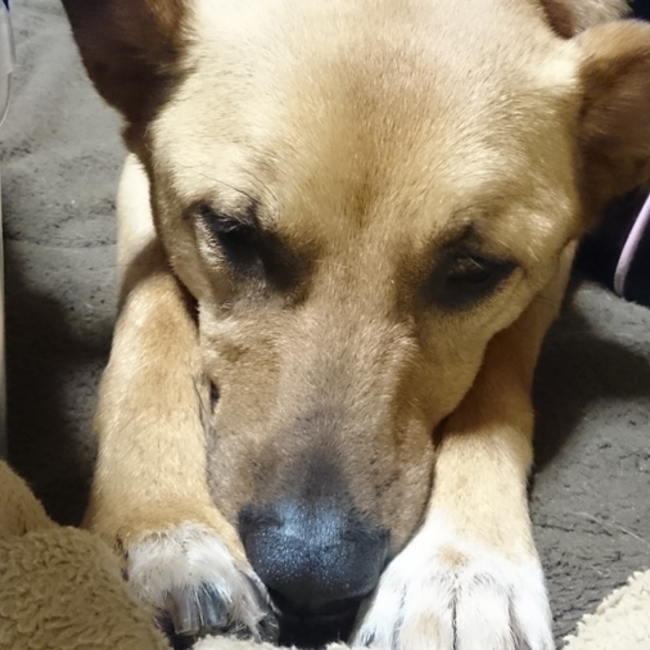 鬼母さんのカバー写真