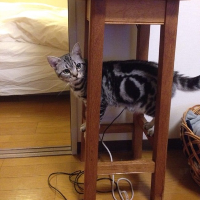 れい・ららのカバー写真