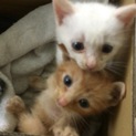 2匹の子猫ちゃん、里親募集！