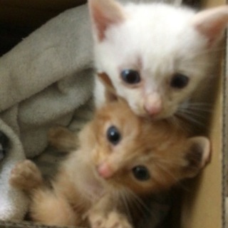 2匹の子猫ちゃん、里親募集！