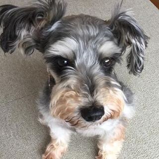 おてんばだけど甘え上手❤Ｍシュナー♀