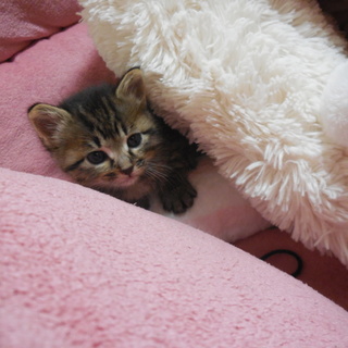 里親さんが決定いたしました