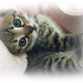 家族決定　ありがとうございました