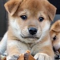 おっとり系男子　子犬のハル君♪