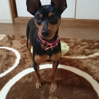 甘えん坊なミニピンの「ケンシロウ」散歩が大好き！