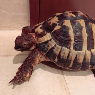 ヒガシヘルマンリクガメの男の子の里親さん募集