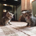 かわいいです！