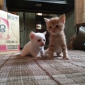 かわいいです！