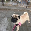 2歳6ヶ月の元気なパグちゃんです