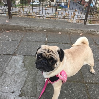 2歳6ヶ月の元気なパグちゃんです