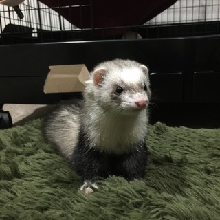 フェレットの里親になっていただける方を募集します。