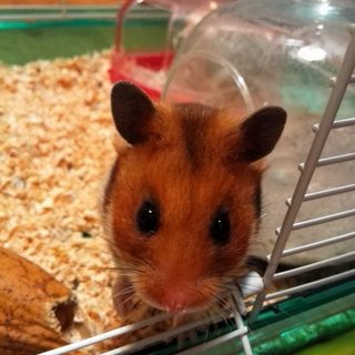 ゴールデンのハムちゃん2匹です！