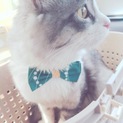 猫に愛情いっぱいあげてください！！