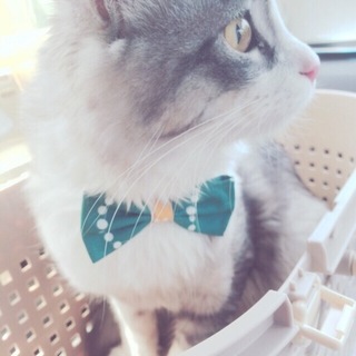 猫に愛情いっぱいあげてください！！