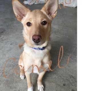 とても飼いやすい若い男の子、猫ちゃんとも仲良し♪♪