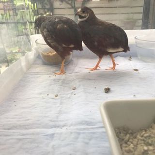 優しい里親さんが見つかりました！