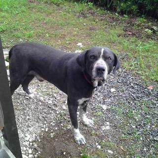 とても優しいMIX犬、ヤマトです。