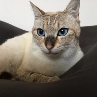 アイビー　とてもきれいなブルーアイの男の子