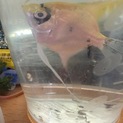 エンゼルフィッシュ1匹差し上げます