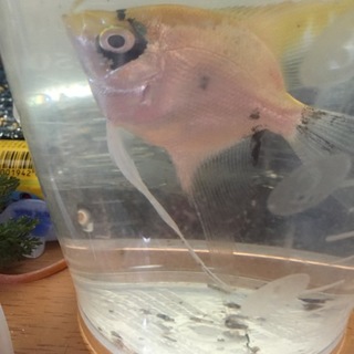 エンゼルフィッシュ1匹差し上げます