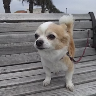 元気ハツラツな12歳の老犬です。