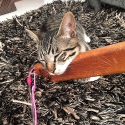 GW中、人もネコ達も…