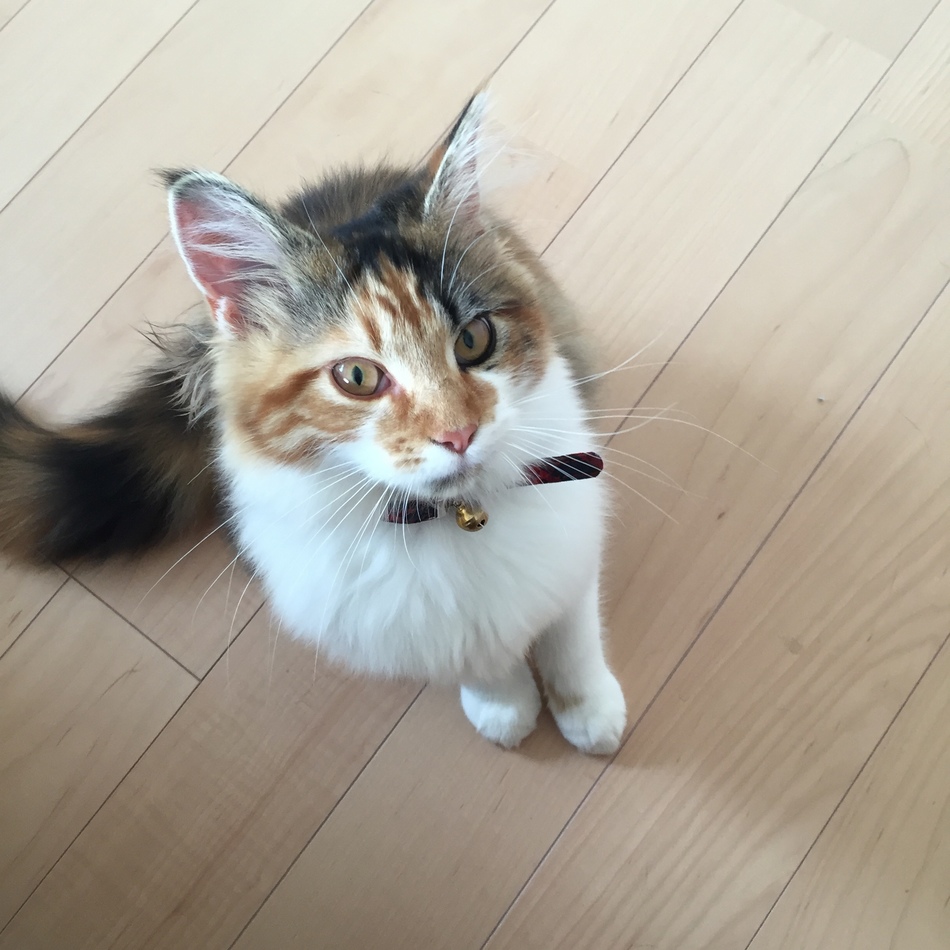 杏子さんのカバー写真