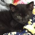 黒い子猫の飼い主さんを募集しています