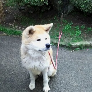 秋田犬２歳　♀