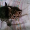 捨て猫ちゃん サムネイル3