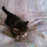 捨て猫ちゃん サムネイル4