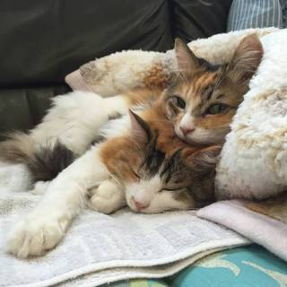 人も大好き！美人三毛仲良し母娘（長毛猫）